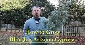 How to grow Blue Ice Arizona Cypress with a detailed description