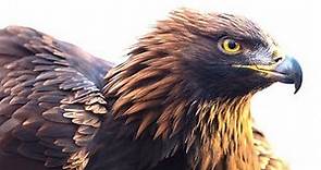 5 Amazing Facts About The Golden Eagle