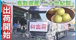 【より多くの消費者の元へ】鳥取県の特産品『二十世紀梨』出荷始まる 台風や猛暑にも「自信をもって良い梨ができた」 鳥取県湯梨浜町