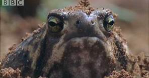 Amazing Rain Frogs | Life In Cold Blood | BBC