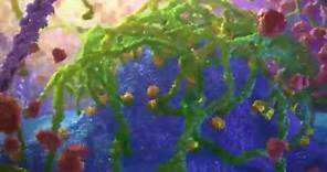 Inner Life of a Cell | Protein Packing Animation