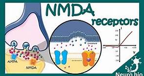 NMDA receptors | How do NMDA receptors work? What happens when you block NMDA receptors? NMDA in LTP