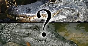 The Differences Between Crocodilians