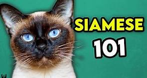 Siamese Cat 101 - Learn EVERYTHING About Them!
