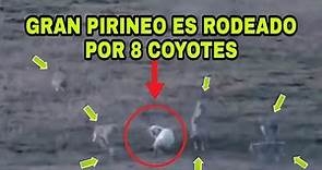 Gran Pirineo se defiende de 8 coyotes /Perro de montaña vs coyotes/ Great Pyrenees vs coyotes.