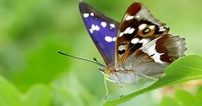 Purple emperor butterfly makes 'official' Norfolk comeback