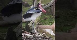 Marabou Stork Sounds