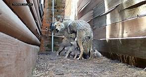 Camera chronicles lives of a coyote family living under a house
