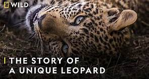 The Story of a Unique Leopard | Jade Eyed Leopard | Nat Geo Wild