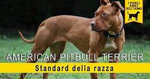 American Pitbull Terrier - Standard di razza