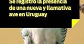 la diaria vivo: Se registró la presencia de una nueva y llamativa ave en Uruguay