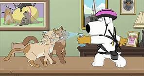 Family Guy - Brian vs the cats