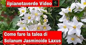 Come riprodurre con la talea il Solanum Jasminoide Laxus o Gelsomino di Notte