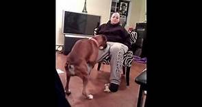 Girl let's honey the boxer dog hump her