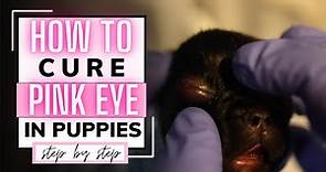 How to Cure Puppy Pink Eye (Step by Step)