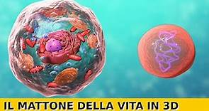 Come Funziona una Cellula | Animale + Vegetale | Animazione 3D (Eucariote + Procariote)