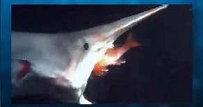 El tiburón duende, el más sorprendente? #animalessorprendentes #animalesfeos