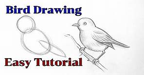 How to draw a bird drawing easy step by step Basic drawing lessons for beginners pencil drawings