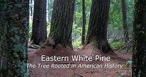 Eastern White Pine- the Tree Rooted in American History