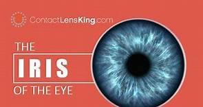 The Iris of the Eye | How the Eye's Iris Works | The Purpose of the Iris | What is the Iris?