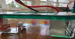 NEW GEL ELECTROPHORESIS MACHINE The... - Perth Modern School