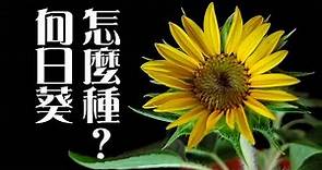 向日葵Sunflower怎麼種《葛斯怎麼種》15
