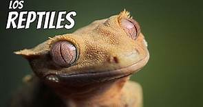 Los Reptiles | Características y curiosidades de Reptiles en español | Vídeos Educativos para Niños
