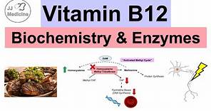 Vitamin B12 & Why We Need It | Biochemistry, Absorption, & Important Enzymes