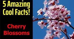 5 Fascinating Facts About Cherry Blossoms