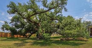 Sallier Oak is a symbol of Lake Charles resilience | The Heart of Louisiana