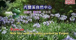 [台北季節限定景點] 內雙溪自然中心一大片紫色愛情花，只有五月才開放參觀趕快把握機會！