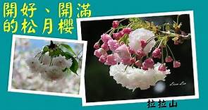 拉拉山櫻花季.開好、開滿的松月櫻花【2021春.Taiwan旅遊趣】