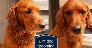 DIY Dog Grooming | How to Cut Your Dog's Hair at Home | Veronica Young