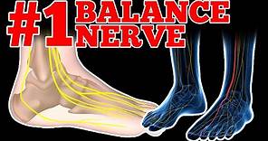 What is the Deep Peroneal Nerve (DPN) and Does it Affect Your Balance?