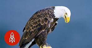 The Northern Bald Eagle Makes a Mighty Comeback
