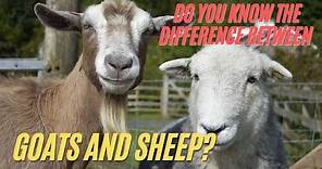 The Main Differences Between Sheep and Goats | Sheep VS Goats