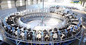 The Incredible Rotary Milking Parlour from Dairymaster!