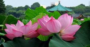 TOKYO JAPAN Lotus Flowers in Tokyo 上野公園・不忍池のハスと灯ろう流し 東京観光 花の名所案内