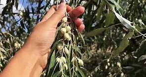 The European Olive Tree(Olea europaea, Oleaceae family): A Closer Look at its Morphology and Habitat