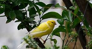"A Canary in a Coal Mine:" Meaning and Origin Revealed