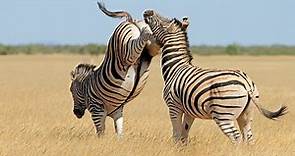 Zebra Facts: 15 Mind Blowing Facts You Never Knew About Zebra's!