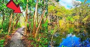 Gumbo Limbo Trail Everglades National Park Florida Walking Tour