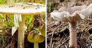 Pilze sammeln: Einer dieser Waldpilze könnte Sie töten – erkennen Sie welcher?