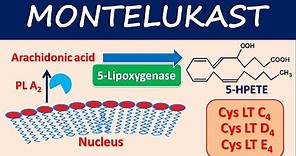 Montelukast (Singulair) - Mechanism, side effects and uses