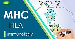 Introduction to Major Histocompatibility Complex (MHC) | MHC Class-1, 2, 3 | Basic Science Series