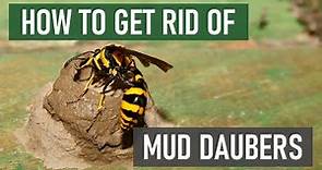 How to Get Rid of Mud Daubers [Mud Wasps / Dirt Daubers] 4 Easy Steps!