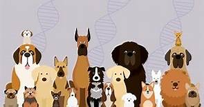 Base genética de la morfología canina (parte 1)