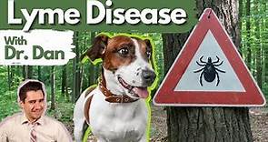 Lyme disease in the dog. Dr. Dan explains Lyme disease