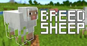 How to Breed Sheep in Minecraft (All Versions)