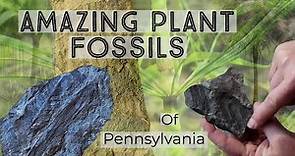 Amazing Plant Fossils from Pennsylvania #thefinders